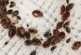 A1 Bed Bug Exterminator Scarborough, Scarborough