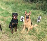 Sarah's Dog Walkers, Polesworth