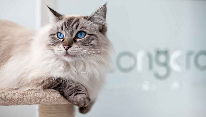  Profile Photos of Longcroft Luxury Cat Hotel Tring 46 Nathaniel Walk - Photo 2 of 3