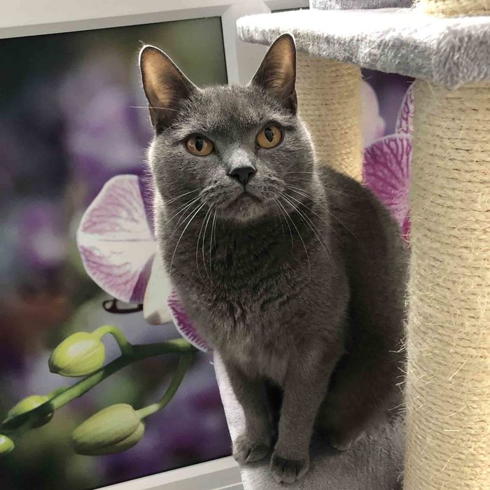  Profile Photos of Longcroft Luxury Cat Hotel Tring 46 Nathaniel Walk - Photo 3 of 3