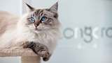 Longcroft Luxury Cat Hotel Tring, Tring