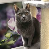 Longcroft Luxury Cat Hotel Tring, Tring