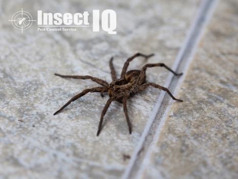  Profile Photos of Insect IQ, Inc. 406 Motor City Court, Suite C - Photo 2 of 4