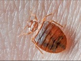 Turbo Pest Control, St. George