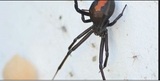 Turbo Pest Control, St. George