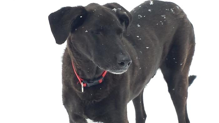  Profile Photos of Madam K9 Dog Walking 42 Eastview Dr - Photo 1 of 5