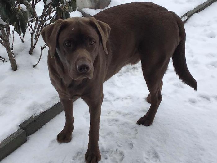 Profile Photos of Madam K9 Dog Walking 42 Eastview Dr - Photo 4 of 5