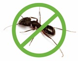 Ant Control Brisbane, Brisbane