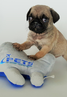  New Album of Pet Express Transport Services (PETS) 7 / 189B South Centre Rd. - Photo 2 of 2