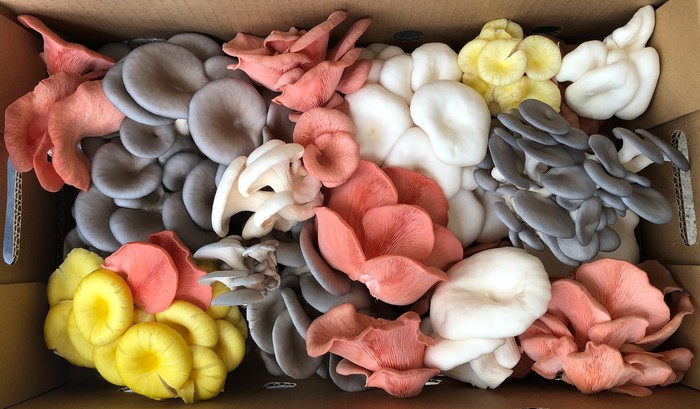  Profile Photos of Little Acre Gourmet Mushrooms 278 Montague Road - Photo 2 of 4