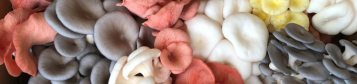  Profile Photos of Little Acre Gourmet Mushrooms 278 Montague Road - Photo 4 of 4