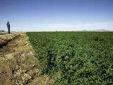 Conway Feed, LLC, Casa Grande