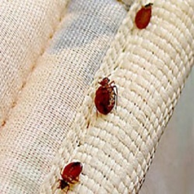  Profile Photos of NJ Pest Control - Affordable Bed Bug Removal 34 Renner Place - Photo 1 of 1