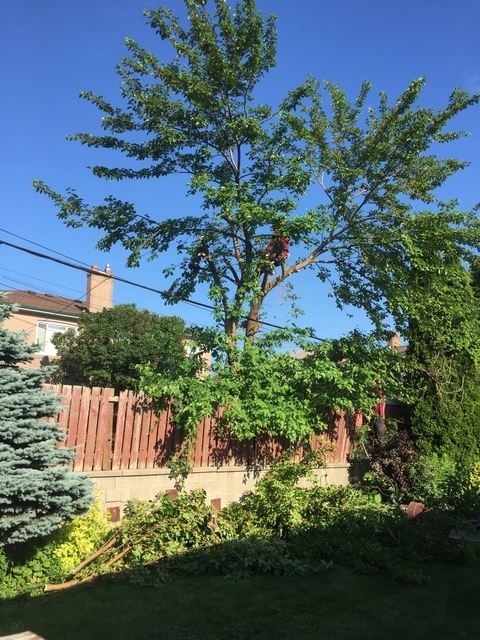  Profile Photos of Upanoak Tree Service Scarborough 51 Bainhart Crescent - Photo 17 of 32