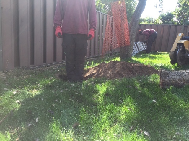  Profile Photos of Upanoak Tree Service Scarborough 51 Bainhart Crescent - Photo 30 of 32