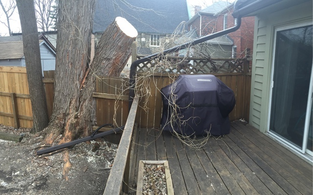  Profile Photos of Upanoak Tree Service Scarborough 51 Bainhart Crescent - Photo 26 of 32
