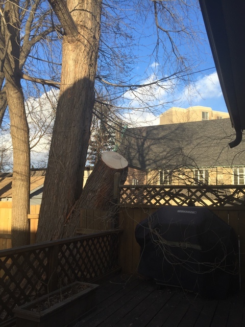  Profile Photos of Upanoak Tree Service Scarborough 51 Bainhart Crescent - Photo 25 of 32