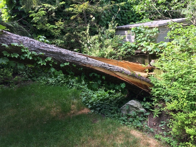  Profile Photos of Upanoak Tree Service Scarborough 51 Bainhart Crescent - Photo 20 of 32