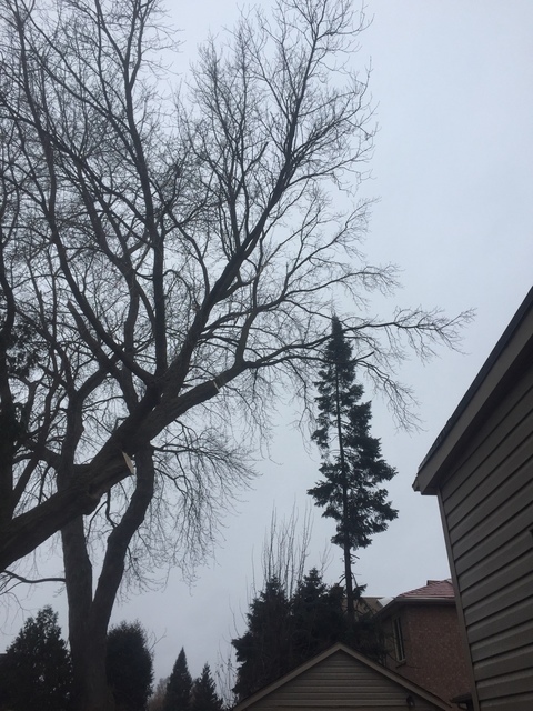  Profile Photos of Upanoak Tree Service Scarborough 51 Bainhart Crescent - Photo 16 of 32