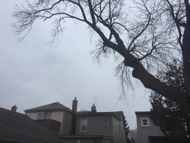  Profile Photos of Upanoak Tree Service Scarborough 51 Bainhart Crescent - Photo 15 of 32