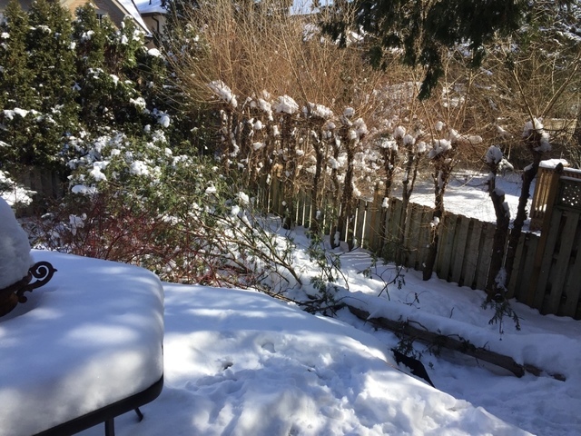  Profile Photos of Upanoak Tree Service Scarborough 51 Bainhart Crescent - Photo 13 of 32