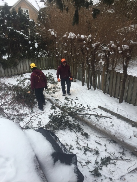  Profile Photos of Upanoak Tree Service Scarborough 51 Bainhart Crescent - Photo 12 of 32