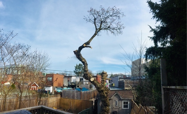  Profile Photos of Upanoak Tree Service Scarborough 51 Bainhart Crescent - Photo 8 of 32