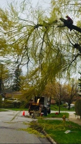 Upanoak Tree Service Scarborough, Scarborough