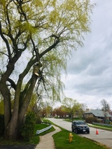 Upanoak Tree Service Scarborough, Scarborough