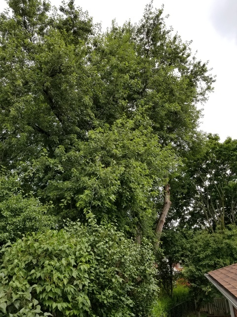  New Album of Upanoak Tree Service Scarborough 51 Bainhart Crescent - Photo 25 of 33