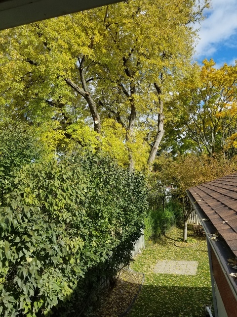  New Album of Upanoak Tree Service Scarborough 51 Bainhart Crescent - Photo 24 of 33