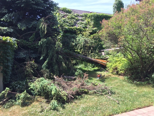  New Album of Upanoak Tree Service Scarborough 51 Bainhart Crescent - Photo 22 of 33