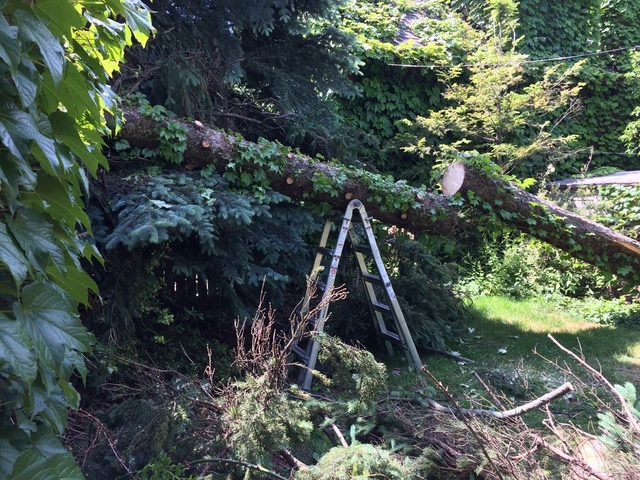  New Album of Upanoak Tree Service Scarborough 51 Bainhart Crescent - Photo 10 of 33