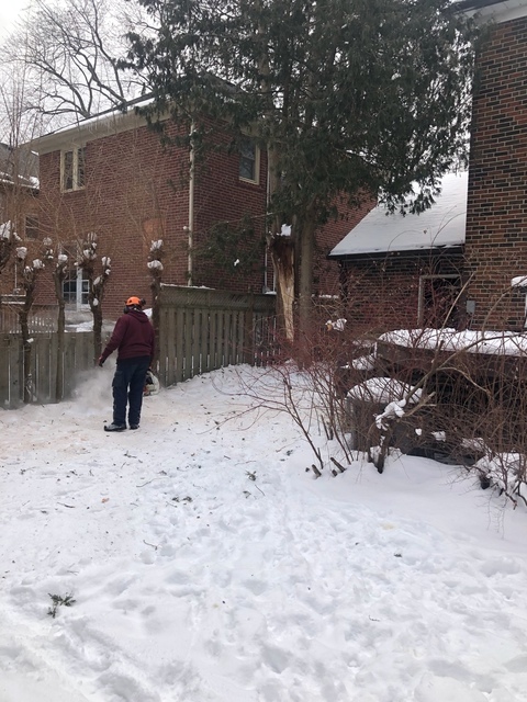  New Album of Upanoak Tree Service Scarborough 51 Bainhart Crescent - Photo 7 of 33