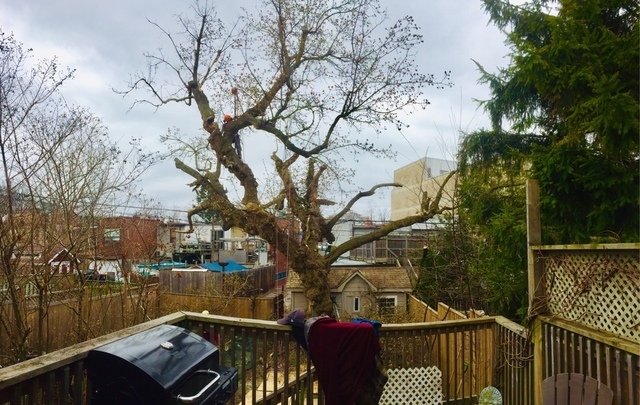  New Album of Upanoak Tree Service Scarborough 51 Bainhart Crescent - Photo 9 of 33