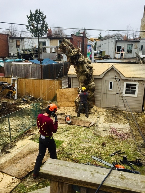 New Album of Upanoak Tree Service Scarborough 51 Bainhart Crescent - Photo 11 of 33