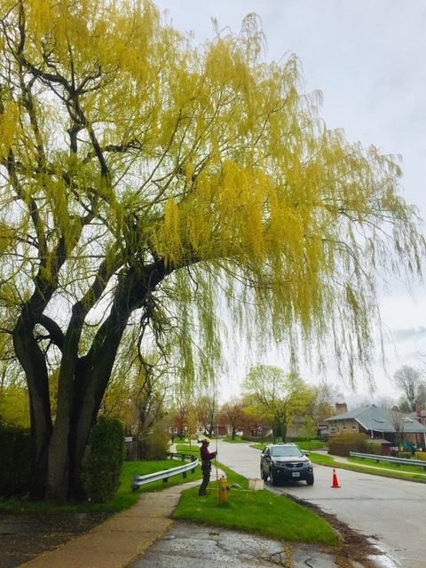  New Album of Upanoak Tree Service Scarborough 51 Bainhart Crescent - Photo 13 of 33