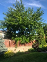 Upanoak Tree Service Scarborough, Scarborough