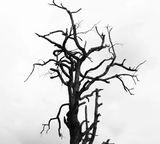  Van City Tree Removal 907-550 Pacific St 