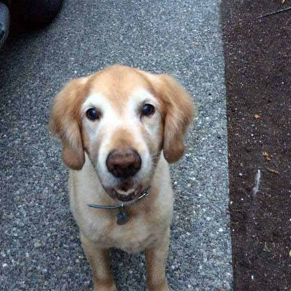  New Album of Debbie's Pet and House Sitting 2457 Kamber Rd - Photo 1 of 5