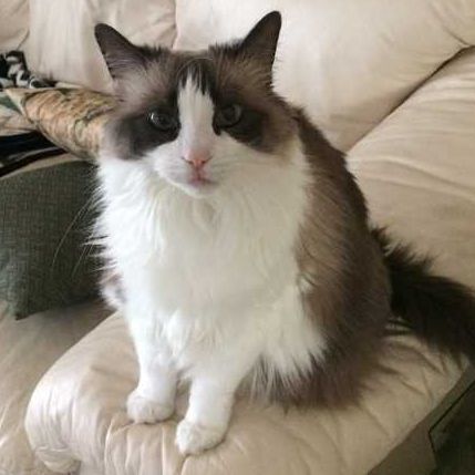  New Album of Debbie's Pet and House Sitting 2457 Kamber Rd - Photo 2 of 5
