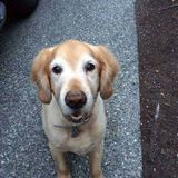  Debbie's Pet and House Sitting 2457 Kamber Rd 