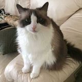 Debbie's Pet and House Sitting, Bellevue