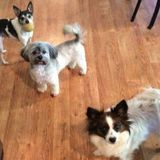 Debbie's Pet and House Sitting, Bellevue