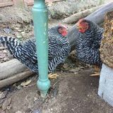 Debbie's Pet and House Sitting, Bellevue