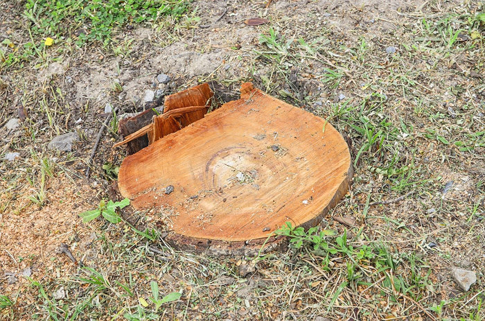  New Album of Kansas City Tree Service Pros 1317 Lydia Ave - Photo 4 of 7