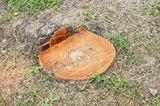 Kansas City Tree Service Pros, Kansas city