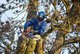 Kansas City Tree Service Pros, Kansas city