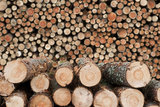 Kansas City Tree Service Pros, Kansas city