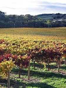  Profile Photos of Shady Oaks Country Inn - Napa Valley Bed and breakfast 399 Zinfandel Lane - Photo 12 of 12